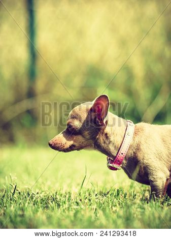Little Pinscher Ratter Prazsky Krysarik Crossbreed Small Dog Playing Outside On Grass During Summer 