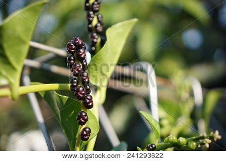 Heartleaf Maderavine Madevine (binahong) Seed From Indonesia