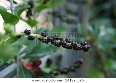 Heartleaf Maderavine Madevine (binahong) Seed From Indonesia