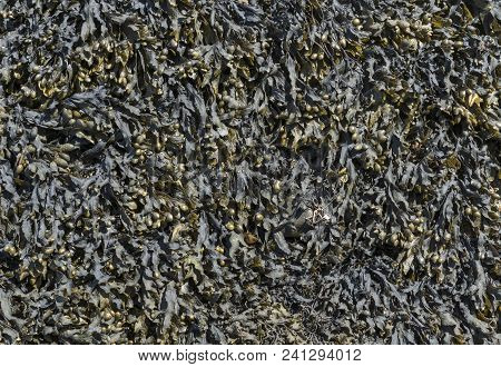 A Textured Style Seaweed Making An Ideal Abstract Background