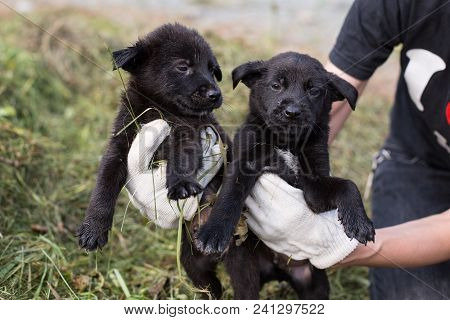 A Volonteer Is Holding Two Homeless Puppies. Image Of Abandoned Puppies From A Shelter Hope To Find 