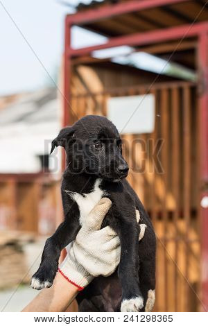 A Volonteer Is Holding A Scared Homeless Puppy On Cage Background. Abandoned Black Puppy From A Shel