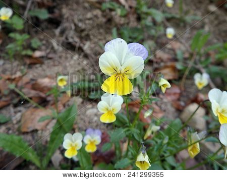 Johnny Jump Up, Heartsease, (viola Tricolor), Tickle-my-fancy,