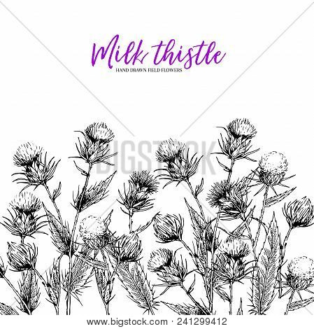 Hand Drawn Wild Flowers. Milk Marian Thisthle Flower. Medical Herb. Vintage Engraved Art. Border Com