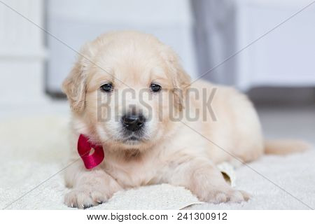 Close Up Portrait Of Cute Golden Retriever Puppy With Red Ribbon Lying On The Blanket