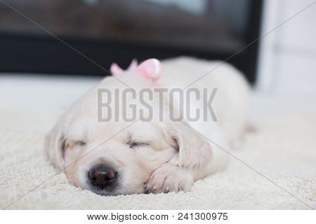 Portrait Of The Sleeping Golden Retriever Puppy With Rose Ribbon. Cute One Month Old Baby Girl Breed