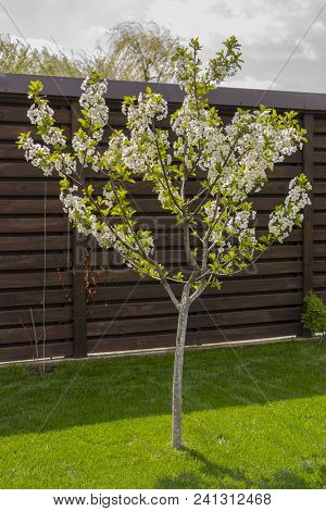 Dwarf Cherry Growing In The Backyard, On A Green Lawn.