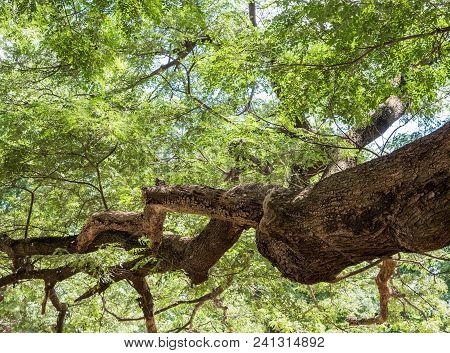 Large Complex Branch Of The Rain Tree With The Soft Light In The Forest Park.