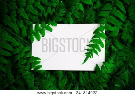 Green Polypody Fern. Midsummer Day Background With Free White Space