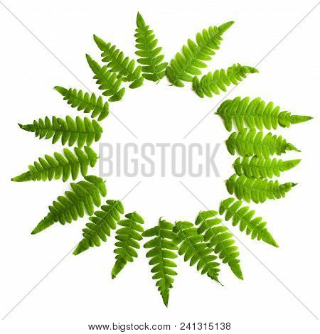 Fern Frond Frame Circle. Polypodiophyta Plant Leaves Decoration On White Background.