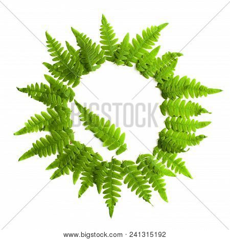 Fern Frond Frame Circle. Polypodiophyta Plant Leaves Decoration On White Background.