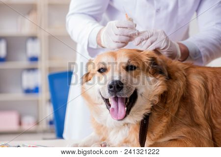 Doctor examining golden retriever dog in vet clinic