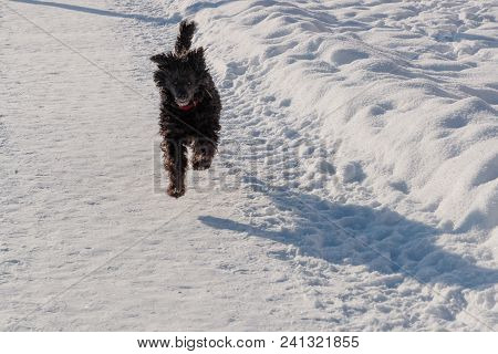 Black Poodle Briskly Runs Through The Snow In The Daytime.
