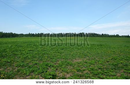 Beautiful Rural Landscape With Green Fielm And The Forest At Far Unfer Clear Blue Sky In Summer Day