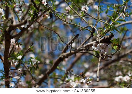 Close Up View Of A Delicate Almond Prunus Dulcis Flower Blooms In Spring The Mediterranean, Israel