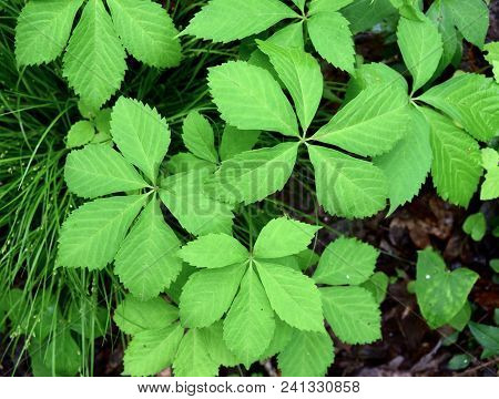 Bright Green Compound Leaves Of A Virginia Creeper Plant Growing In A Spring Forest.