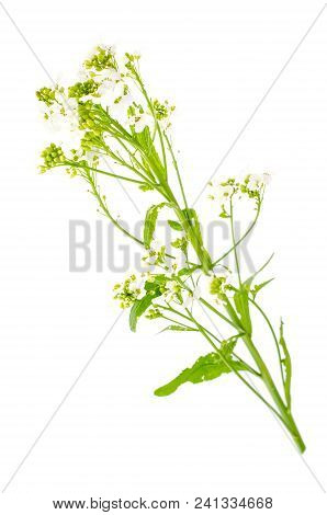 Branch Of Blooming Armoracia With White Flowers. Studio Photo