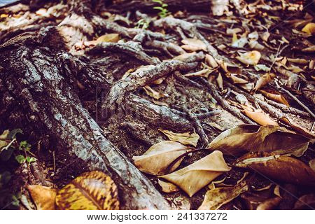 Roots. Entangled Roots Of The Old Ficus.