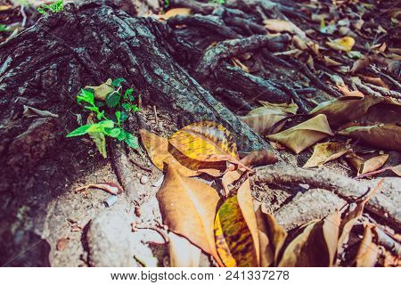 Roots. Entangled Roots Of The Old Ficus.