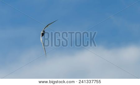 Little Tern Fly Sterna Albifrons Little Tern Fly