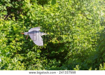 Black-crowned Night Heron Flying
