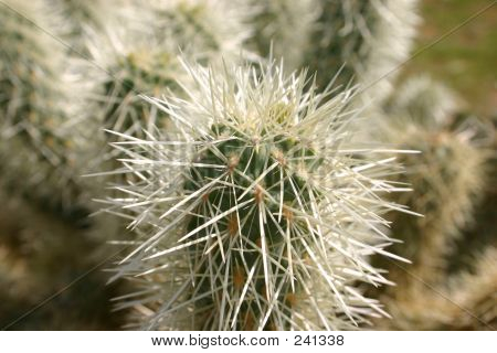 Cholla Cactus
