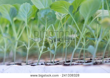 Young Cabbage Seedlings. Cabbage Seedlings Greenhouse. Young Cabbage