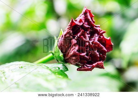 Front View Of Hibiscus Bud After Rain. The Bud Of Red Hibiscus On The Bush Of Yard Garden In Indones