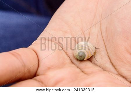 Sea Mollusks And Their Shells Put On Palm Of Girl Hand