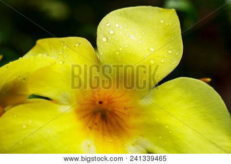 Allamanda Cathartica, Golden Trumpet, Common Trumpet Vine, Yellow Allamanda