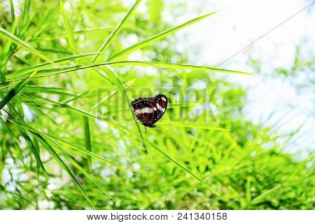 Black And White Wings Butterfly On Bamboo Leaf In Day Light