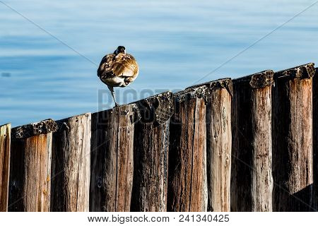 Canada Goose Sleeping On One Leg On A Diagonal Row Of Pier Pillar Pylons On The Water