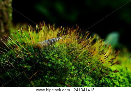 Little Gold Color Snail Whiches Baby Snail Stay On Top Of Green Moss