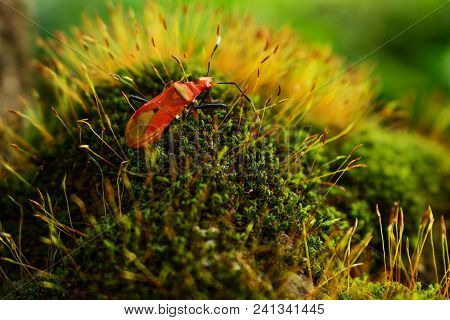 Close Up Red Insect Walk On Green Moss With Seed In The Morning Sun Shine