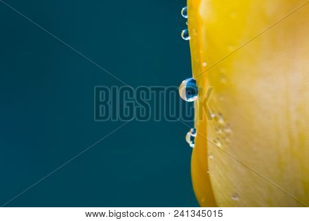 Insanely Beautiful Yellow Tulips In Macro Photography With A Sparkling Drop Of Water. Beautiful Back