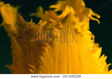 Insanely Beautiful Yellow Tulips In Macro Photography With A Sparkling Drop Of Water. Beautiful Back