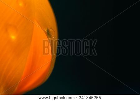 Insanely Beautiful Yellow Tulips In Macro Photography With A Sparkling Drop Of Water. Beautiful Back