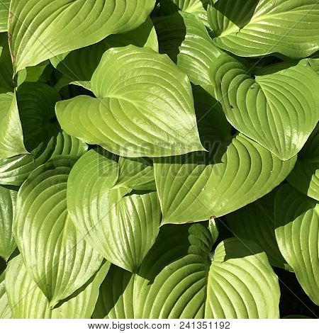 Proiphys amboinensis Cardwell lily, northern Christmas lily.