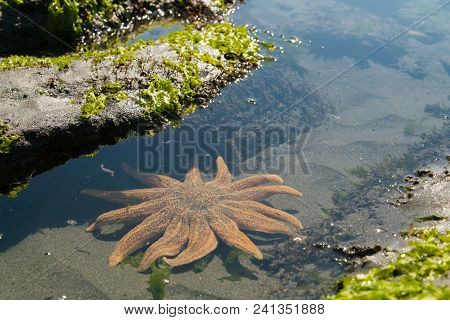 Orange Starfish Underwater West Coast South Island New Zealand