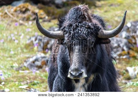Wild Yak At Yumthang Valley, North Sikkim, Eastern Himalayas, India