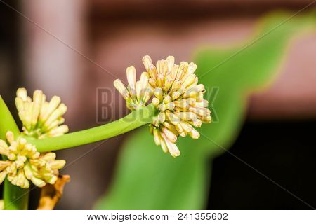 Macro Field Of Cape Of Good Hope, Dracaena, Dracaena Fragrans