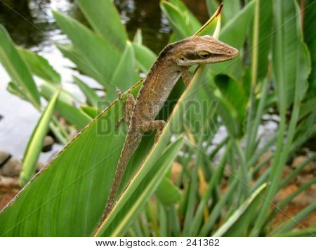 Lizard & Leaf
