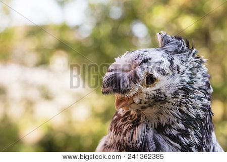 English Fantail Pigeon Closeup, The Background Is Blurred