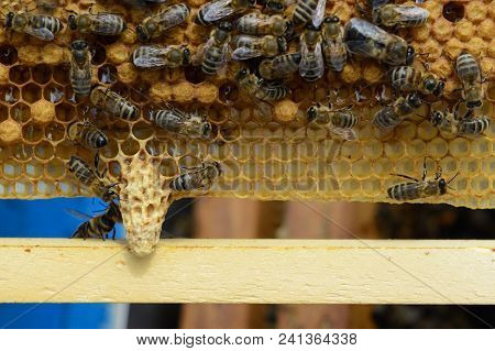 Signs Of Roaring Bees. The Birth Of A New Queen Of Bees