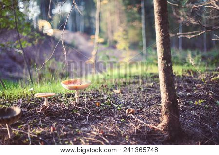 Closeup Picture Of Amanita Poisonous With Red Cap In Wild Forest In Latvia. Unedible Mushroom Growin