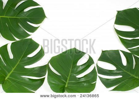 Foglie tropicali