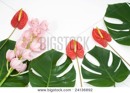 Piante tropicali