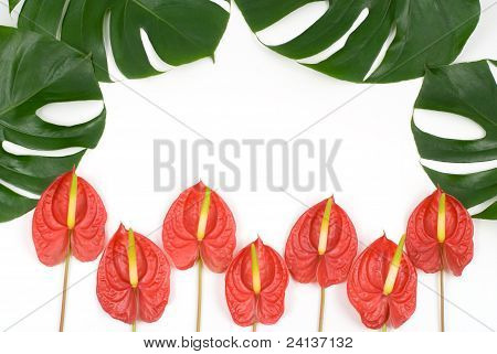 Foglie tropicali e fiori tropicali