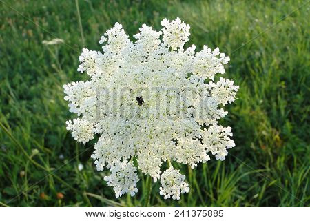 Blossoming White Yarrow Flowers. Achillea Millefolium Commonly Known As Yarrow Or Common Yarrow Is A