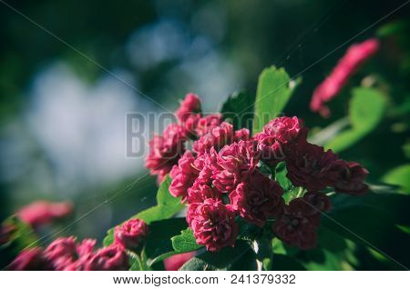 Double Pink Hawthorn (crataegus Laevigata) - Decorative Spring Tree